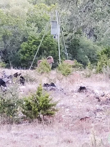 a view of a dry field with trees in the background