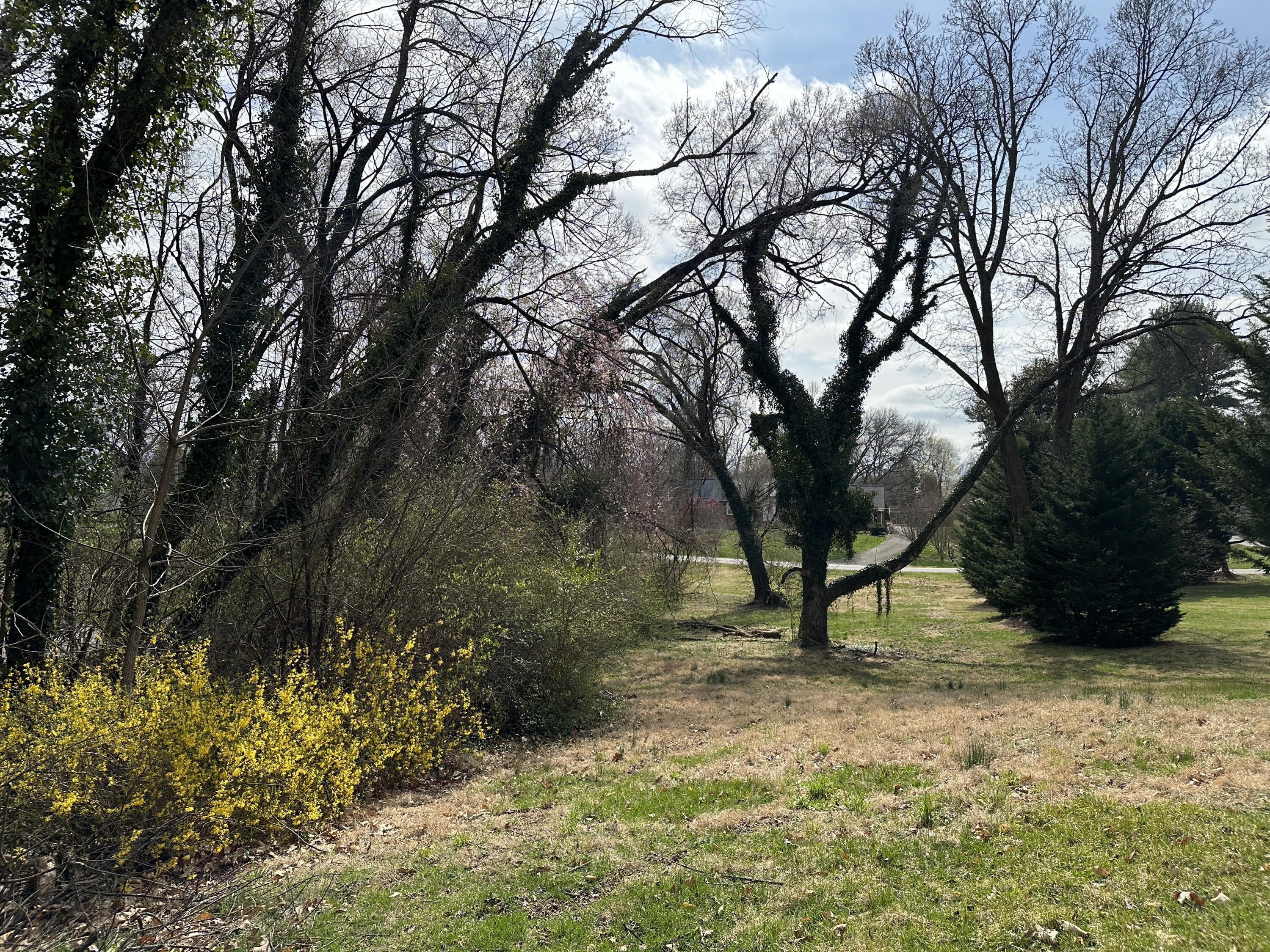 0 Windsor Road Southwest Roanoke, VA 24018 - Photo 2 of 6 a view of a yard with a tree