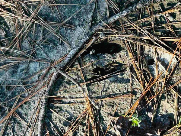 $99,900 | Lot 407 Country Mill Road, Jay, FL 32565