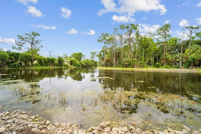 a view of a plants and trees in the background