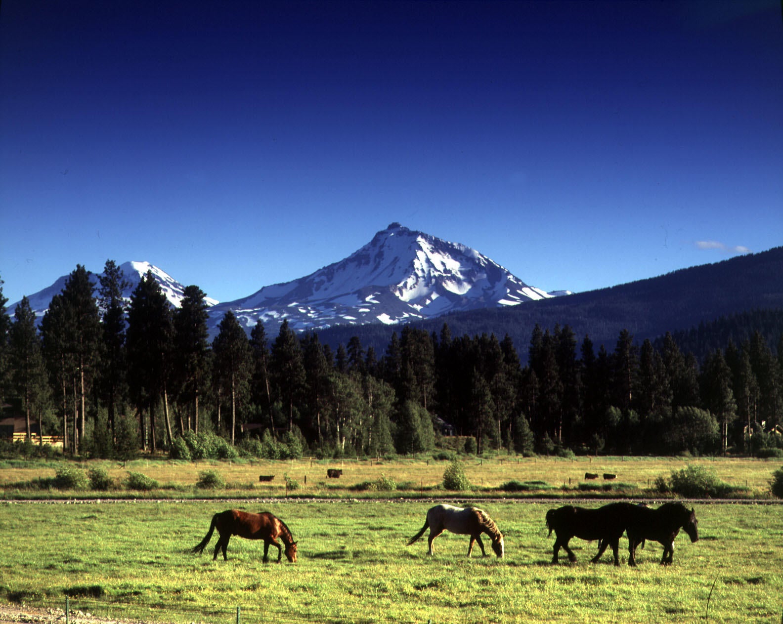 13759 Partridge Foot, Unit RR76 Black Butte Ranch, OR 97759 - Photo 24 of 31 Horse Stables for Riding on the Ranch