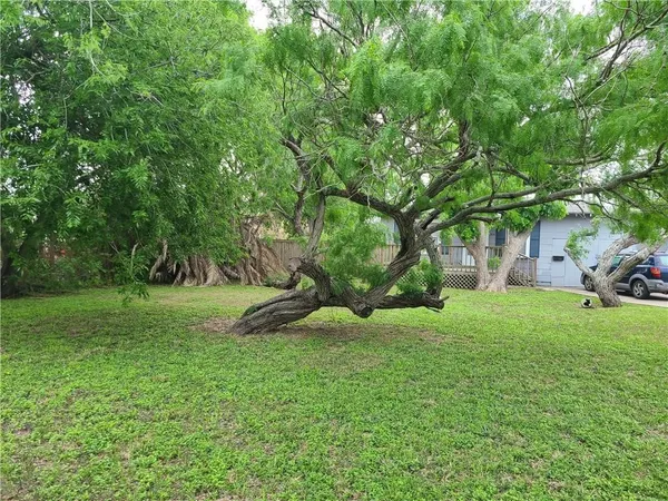 a view of a tree in a yard