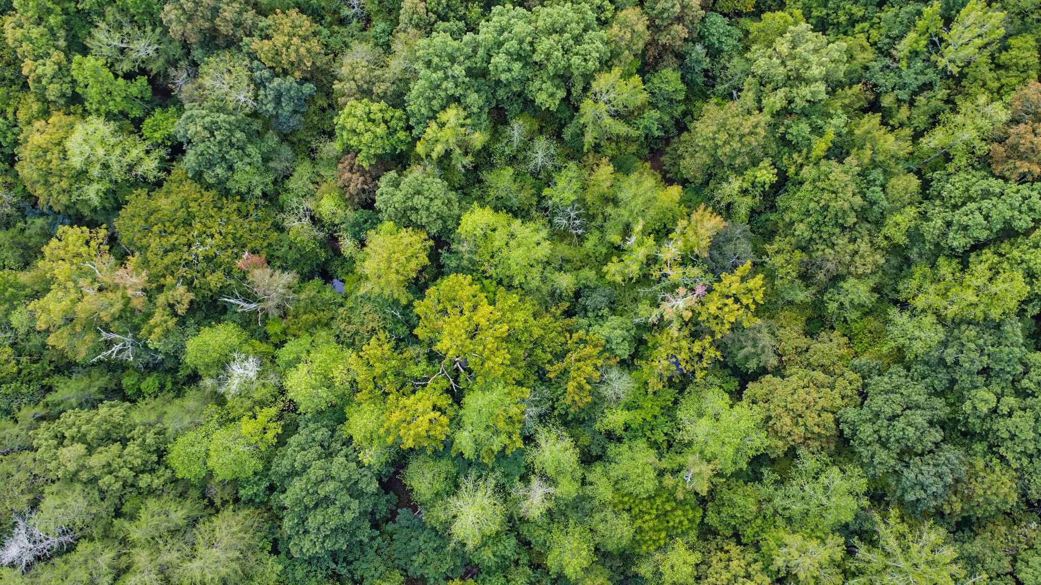 1434 Cranmore Cove Road Dayton, TN 37321 - Photo 63 of 73 dji_0682-dji_0684