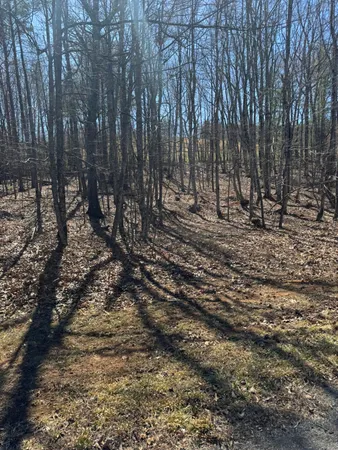 a view of a yard with lots of trees