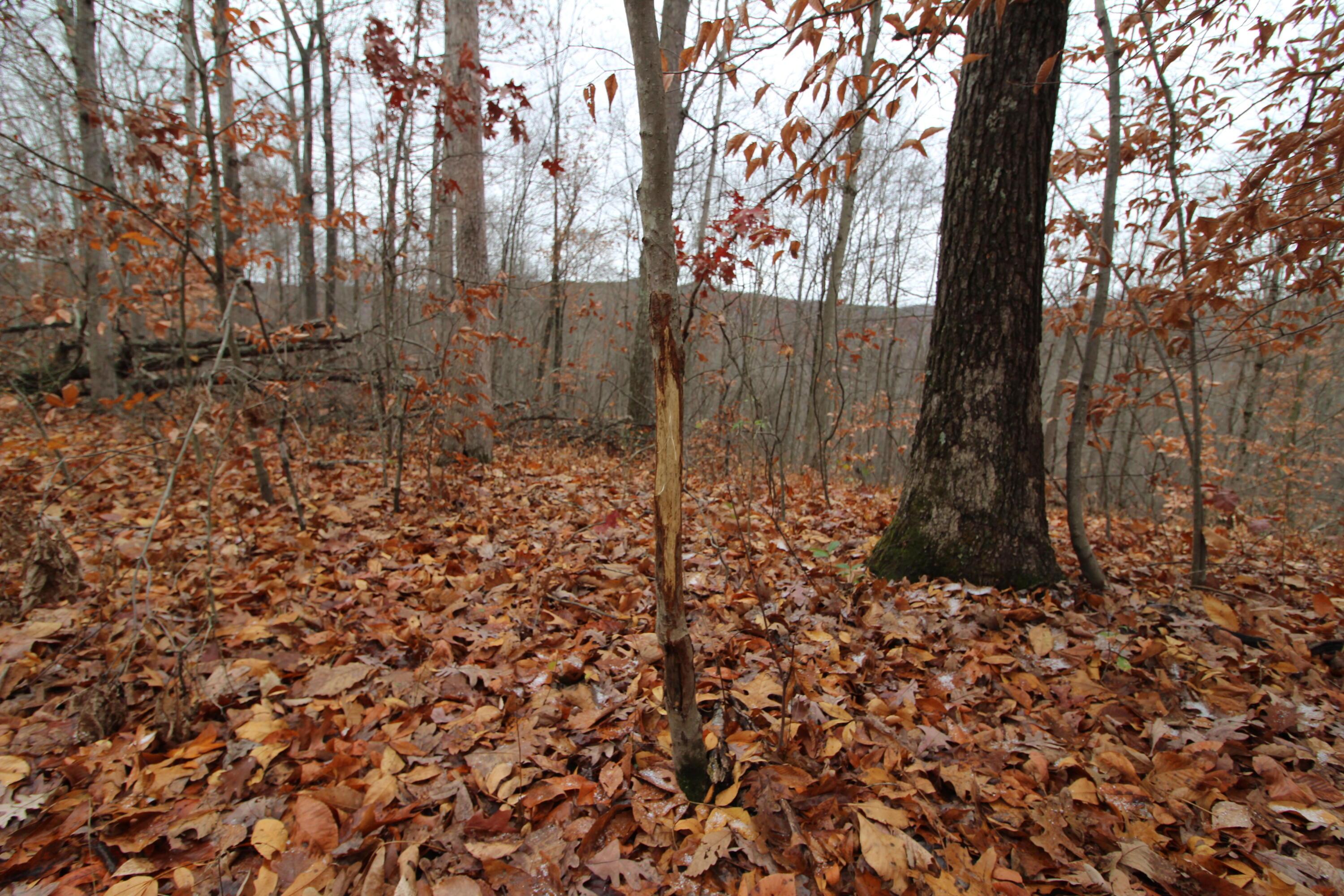 0 Wilson Run Road New Matamoras, OH 45767 - Photo 21 of 34 IMG_3566
