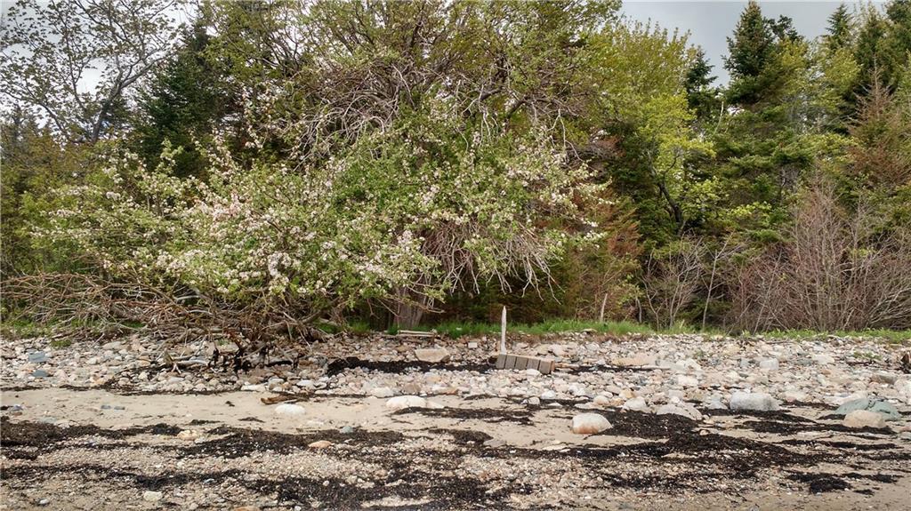 Tbd Stanley Point Road Steuben, ME 04680 - Photo 8 of 26 Front view of apple trees from the...