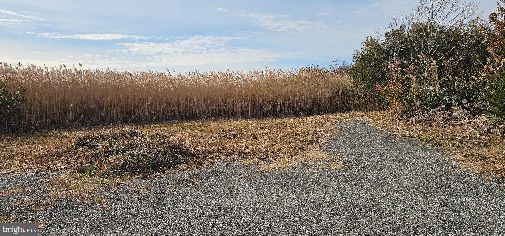 2806 Kitts Hummock Road Dover, DE 19901 - Photo 6 of 15 a view of water covered with tall trees