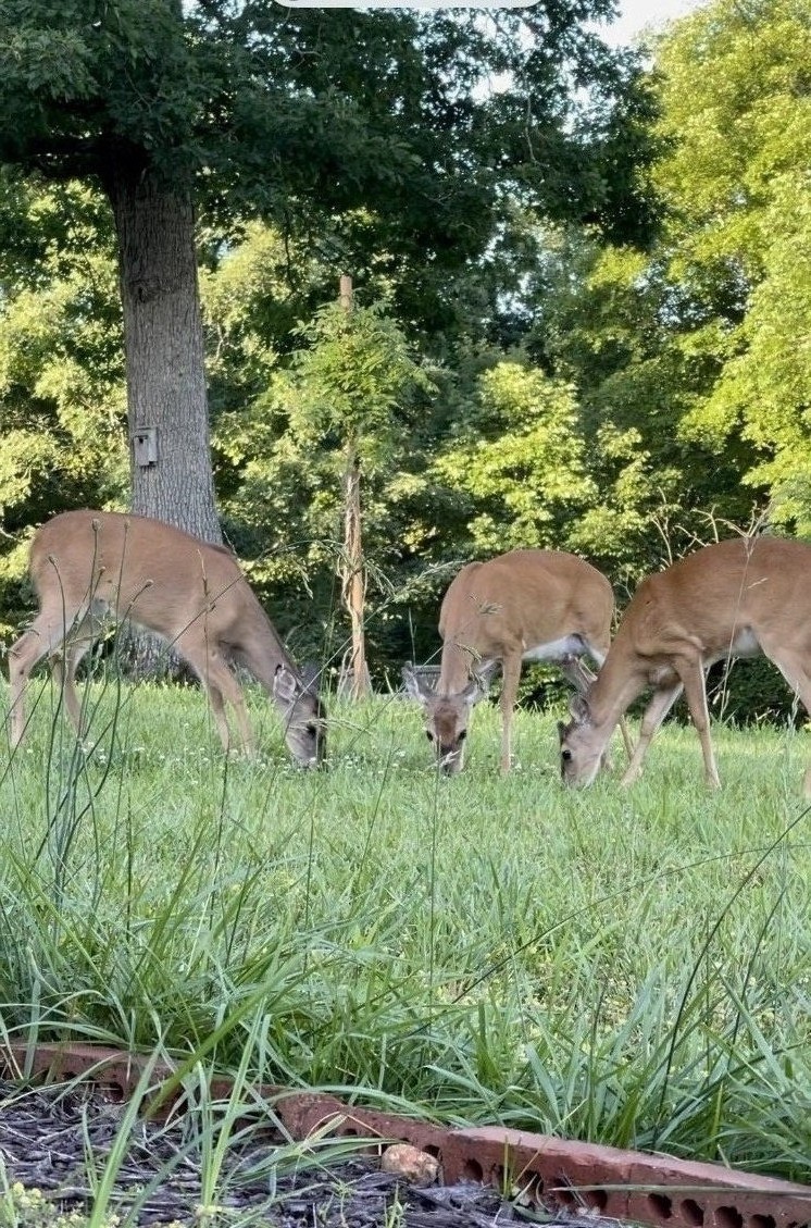 518 Hayes Ridge Road Indian Mound, TN 37079 - Photo 1 of 2 a view of a garden