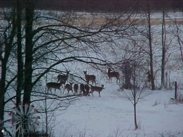 76720 53rd Street Decatur, MI 49045 - Photo 7 of 42 76720deer