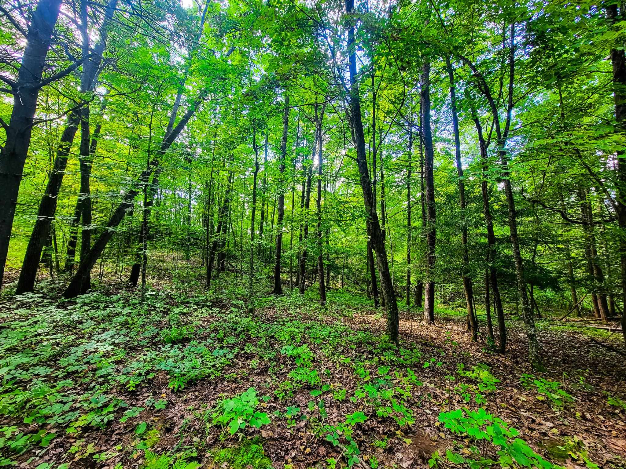 4547 Highway 74 Shoreham, VT 05770 - Photo 24 of 40