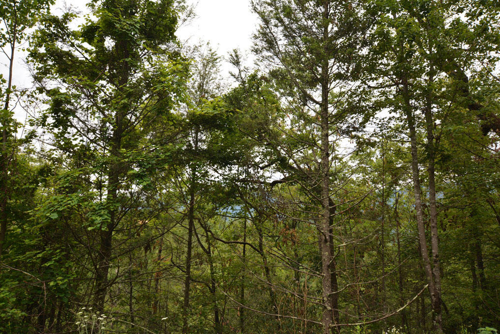 Lot 63 Pinnacle Vista Road Sevierville, TN 37876 - Photo 7 of 10 G