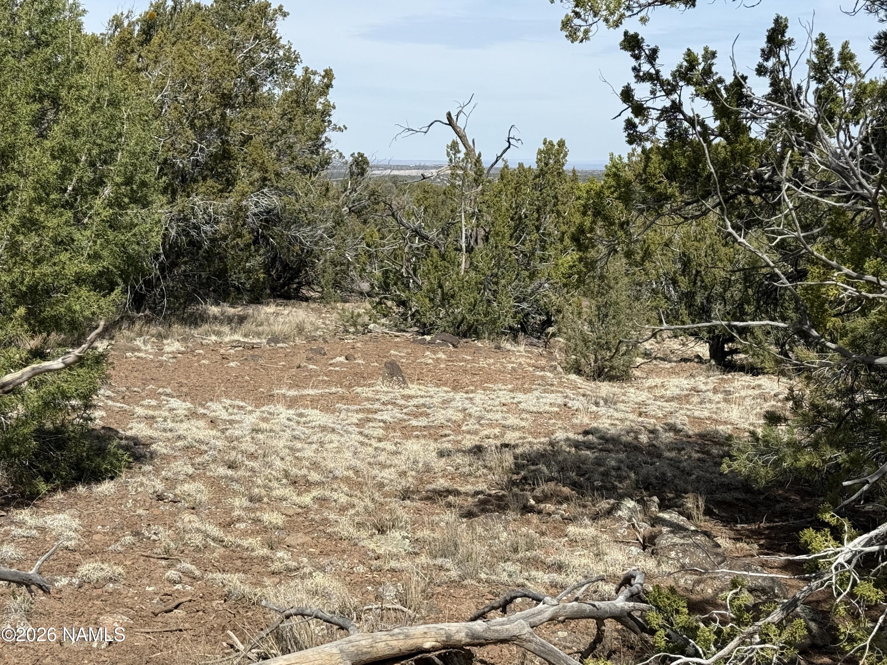 732 East Sidewinder Road Williams, AZ 86046 - Photo 8 of 10 a view of a yard with trees
