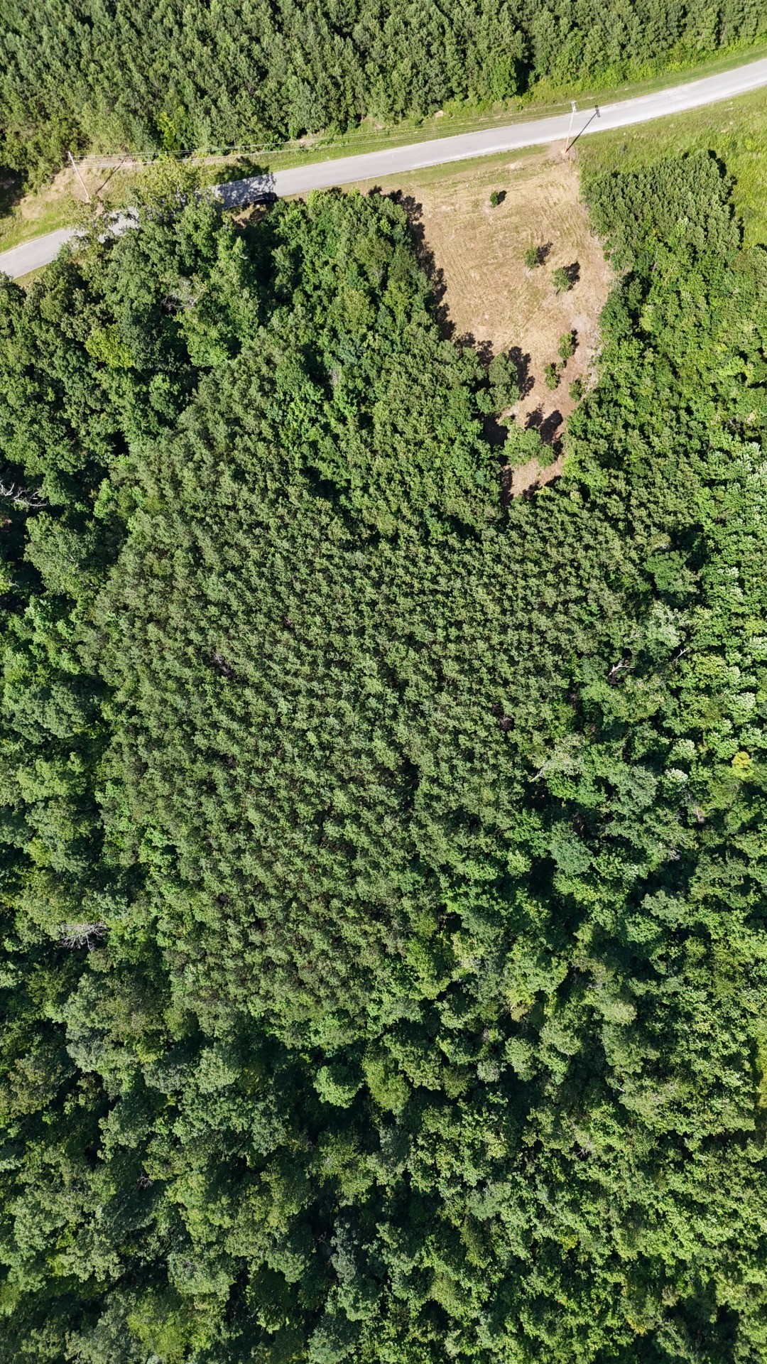 7696 Old Hohenwald Road Linden, TN 37096 - Photo 3 of 16 a view of a yard with a plant