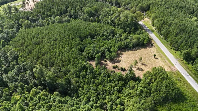 a view of a yard with plants and large trees