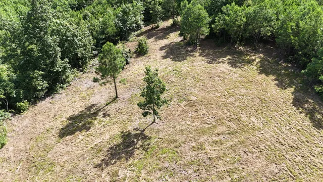 a view of a yard with a tree