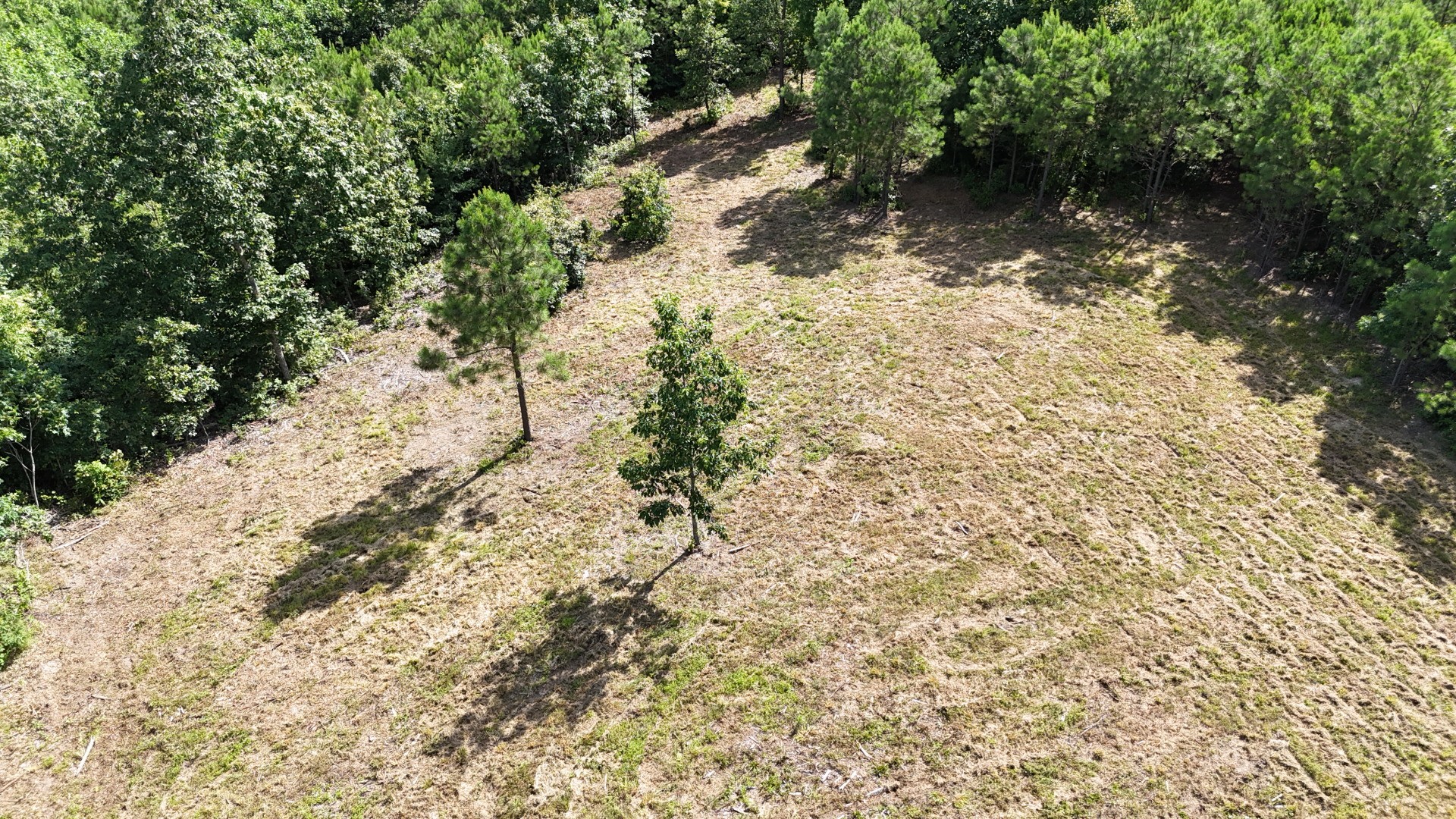 7696 Old Hohenwald Road Linden, TN 37096 - Photo 7 of 16 a view of a yard with a tree