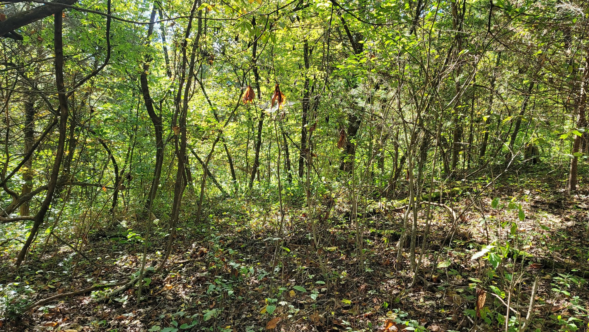 0 Sims Cemetery Road Sevierville, TN 37876 - Photo 15 of 18 Gallery Image 15