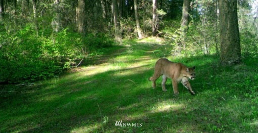 2251 Skeels Road Addy, WA 99101 - Photo 17 of 24