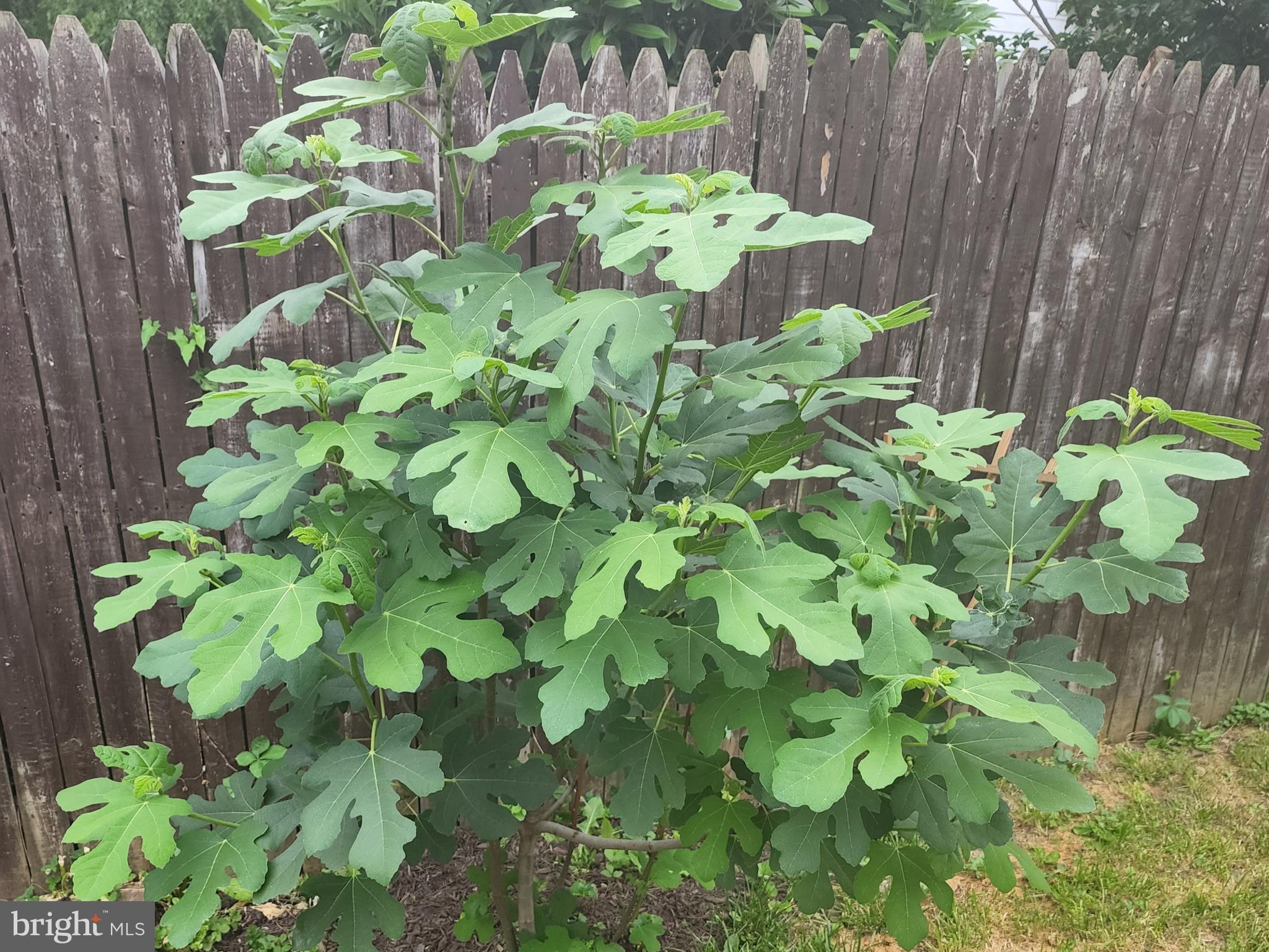 431 East Orange Street Lancaster, PA 17602 - Photo 42 of 46 a bunch of flowers