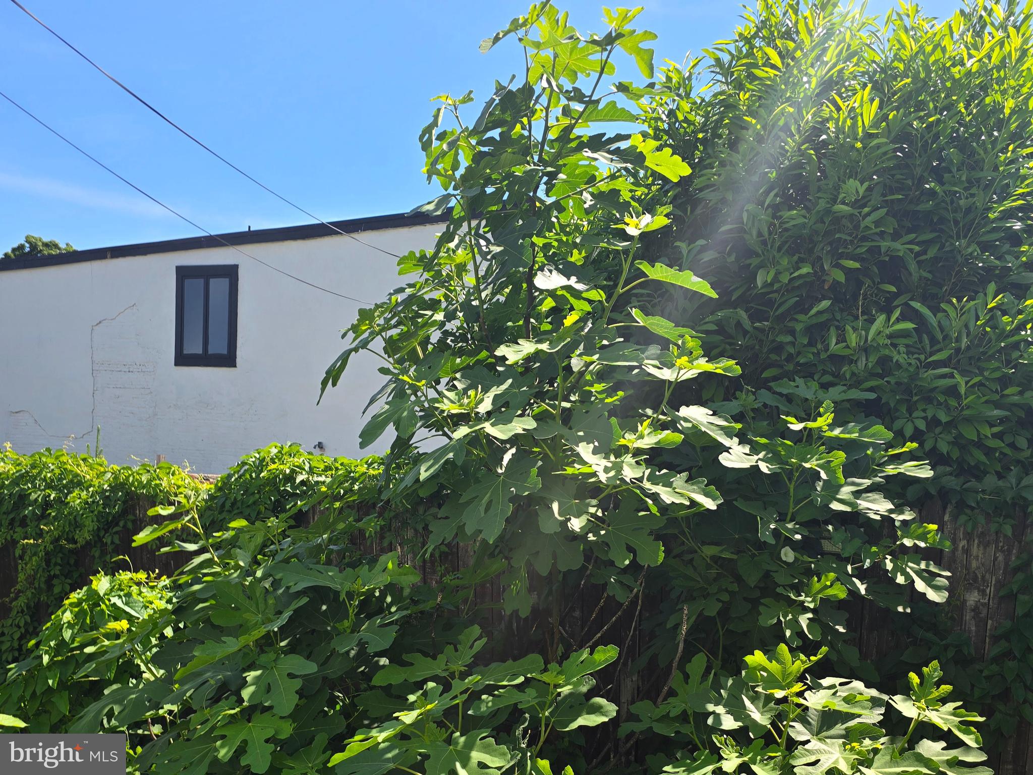 431 East Orange Street Lancaster, PA 17602 - Photo 43 of 46 a plant that is in a garden