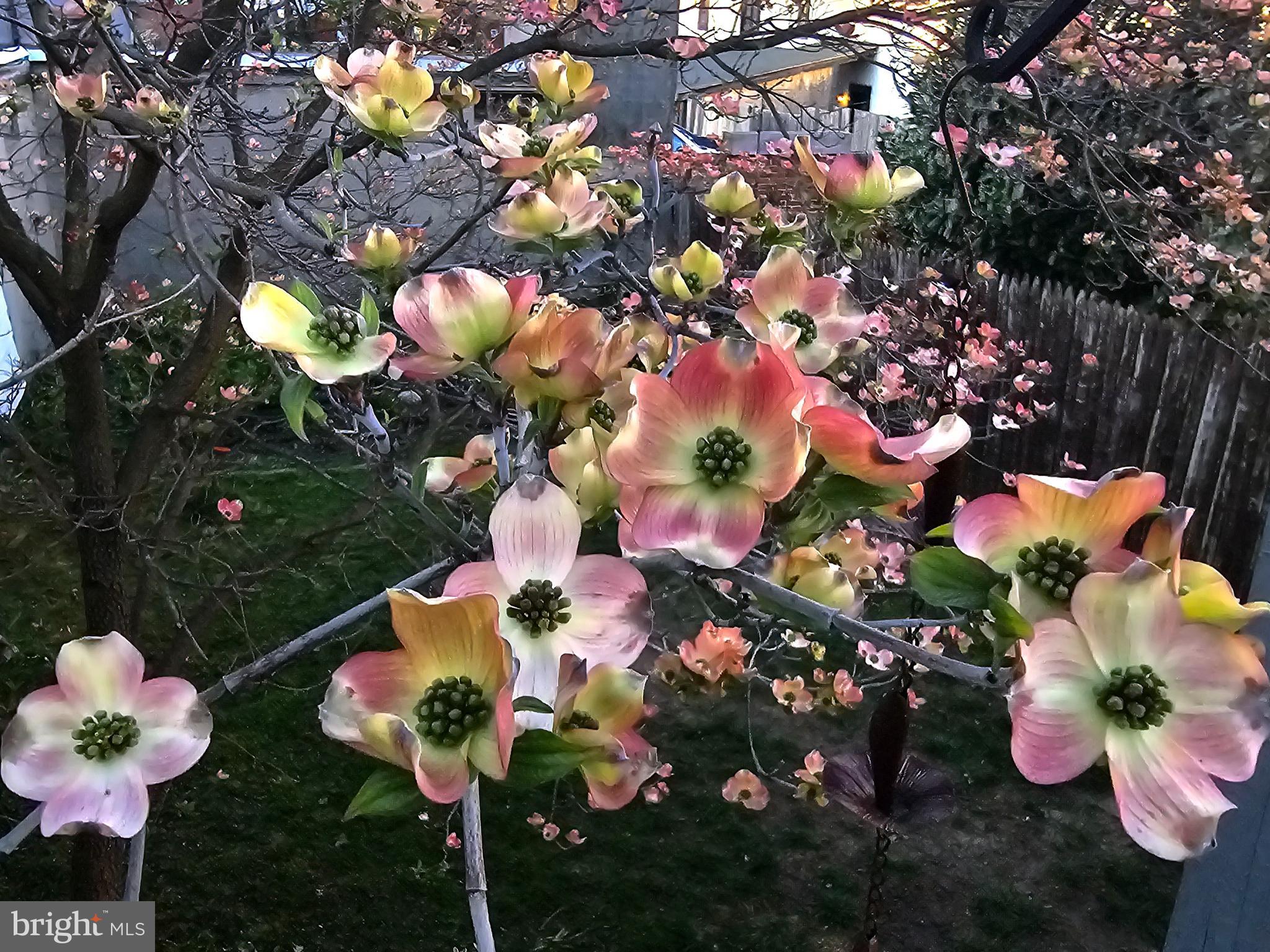 431 East Orange Street Lancaster, PA 17602 - Photo 45 of 46 a bunch of flowers flowers in a garden