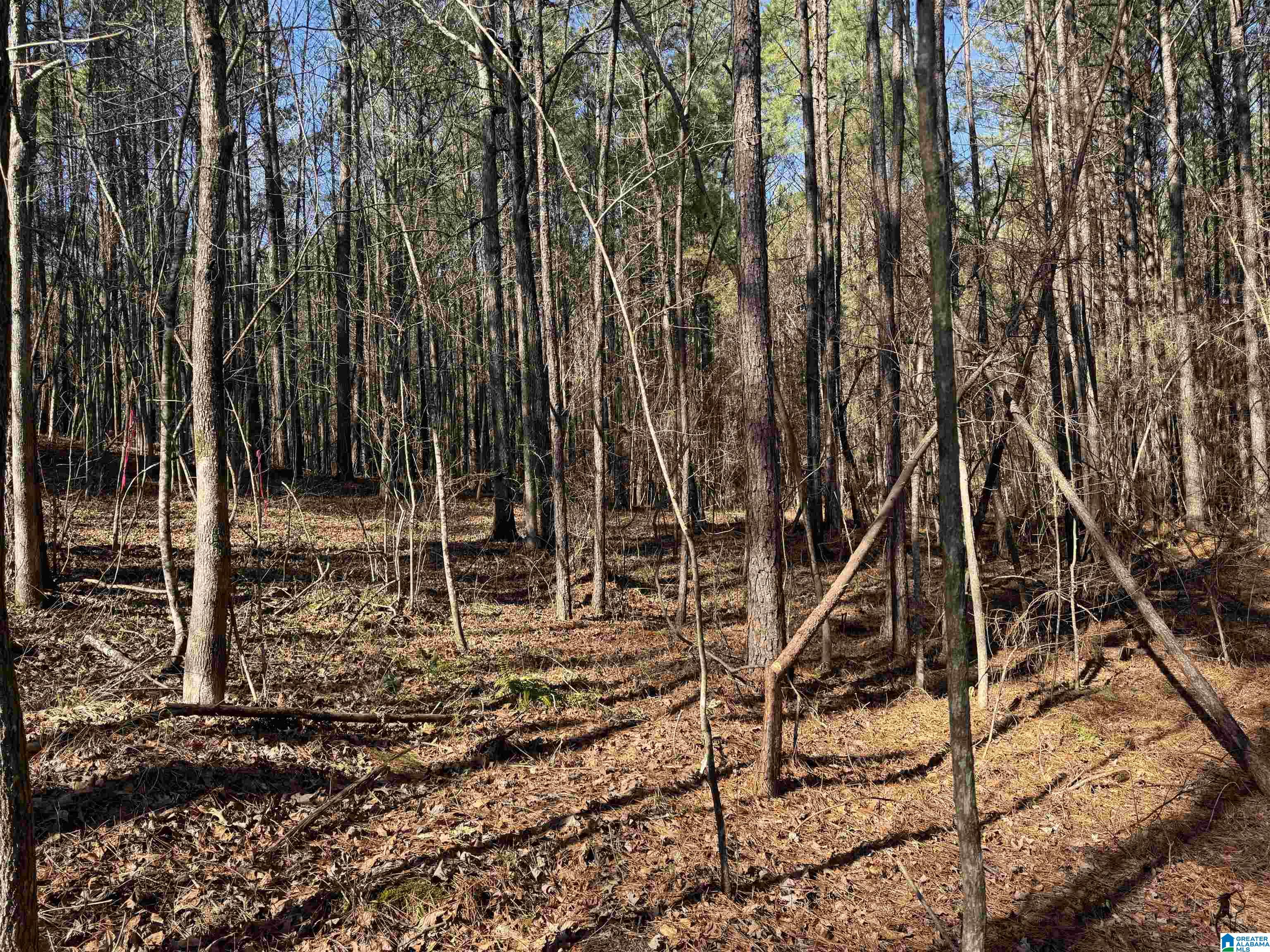 0 Booler Road Vance, AL 35490 - Photo 9 of 19