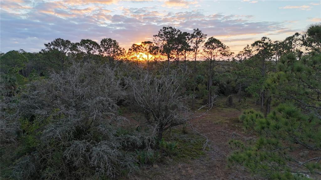 Corkscrew Road Immokalee, FL 34142 - Photo 1 of 1 a view of a forest with a forest