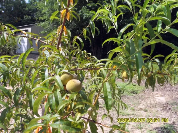 a view of a plant with a plant