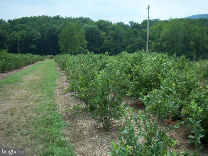 19600 Frog Eye Road Knoxville, MD 21758 - Photo 1 of 20 Blueberries