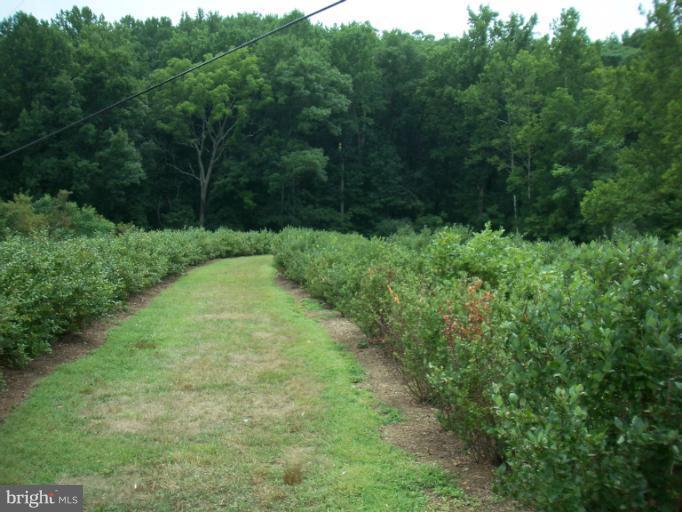19600 Frog Eye Road Knoxville, MD 21758 - Photo 7 of 20 Blueberries