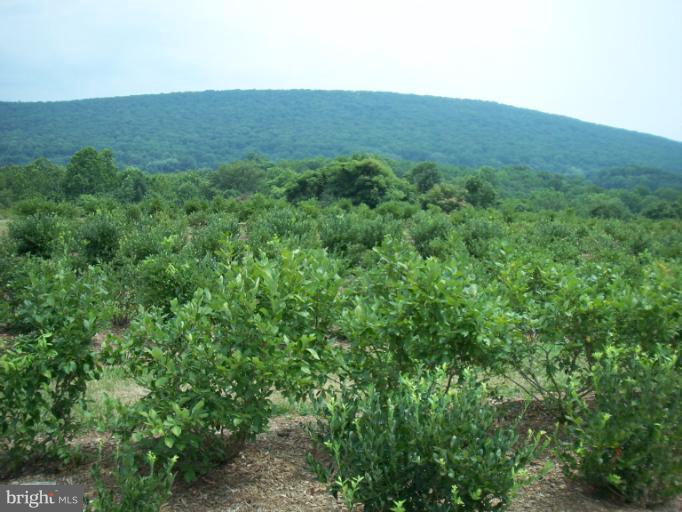 19600 Frog Eye Road Knoxville, MD 21758 - Photo 9 of 20 Blueberries