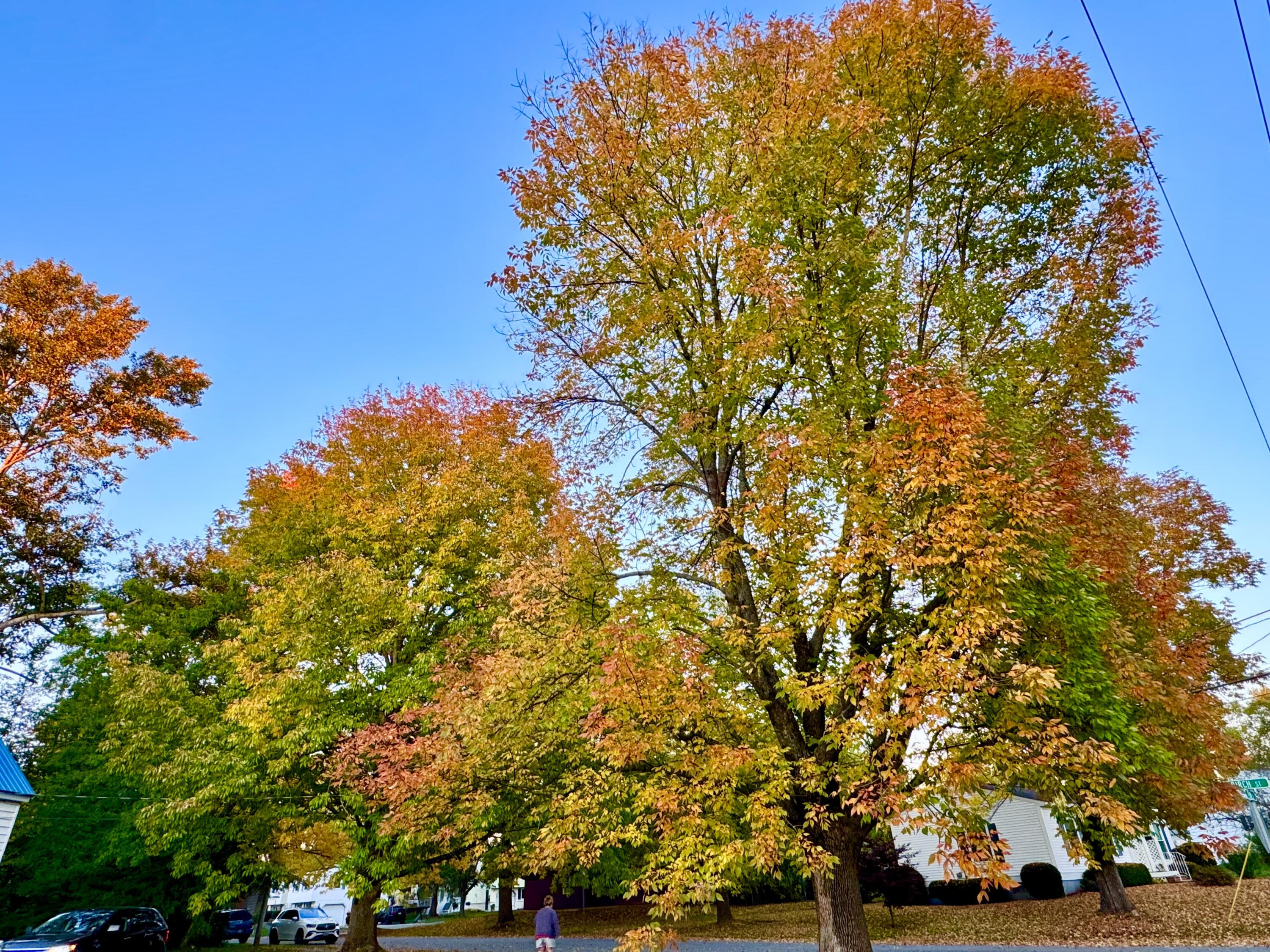 458 Birch Street Bangor, ME 04401 - Photo 3 of 48 Beautiful Mature Trees
