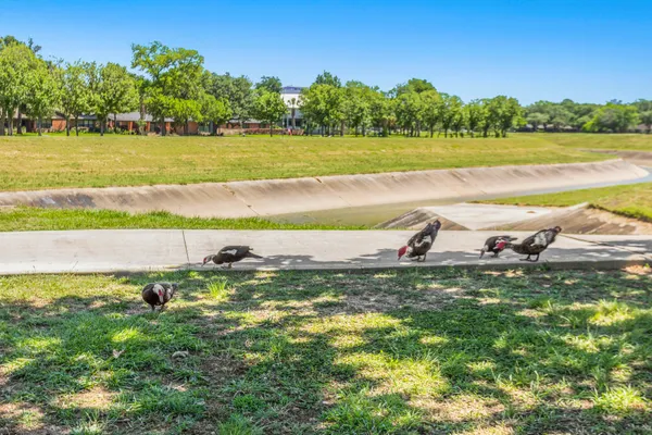 $1,150 | 3601 Murworth Drive, Unit 6A, Houston, TX 77025