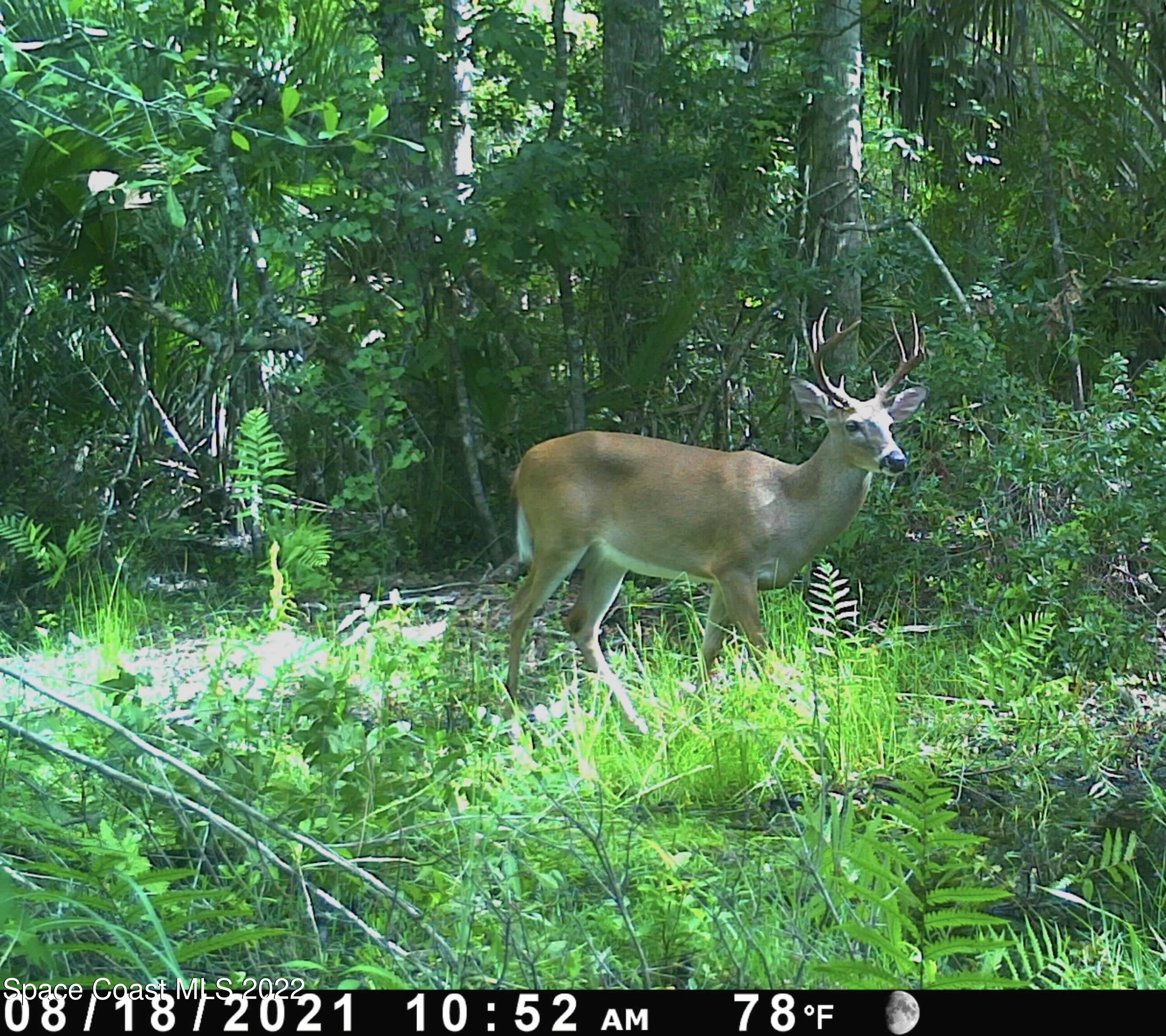 D D Johnson Mims, FL 32754 - Photo 4 of 25 IMG_1224 2