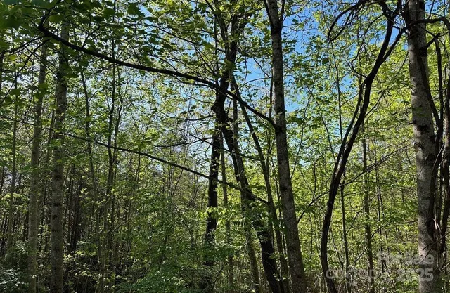 a view of a lush green forest