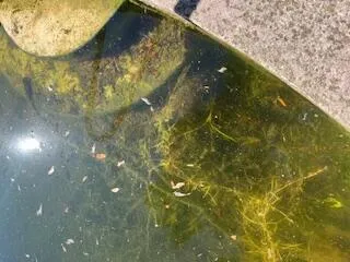 $470,830 | 2552 Palm Shores Drive, Shalimar, FL 32579