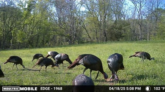 3083 Mooneyhan Road Springfield, TN 37172 - Photo 33 of 39