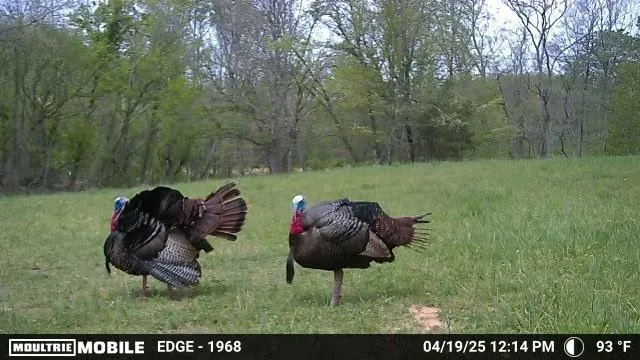 $699,900 | 3083 Mooneyhan Road, Springfield, TN 37172