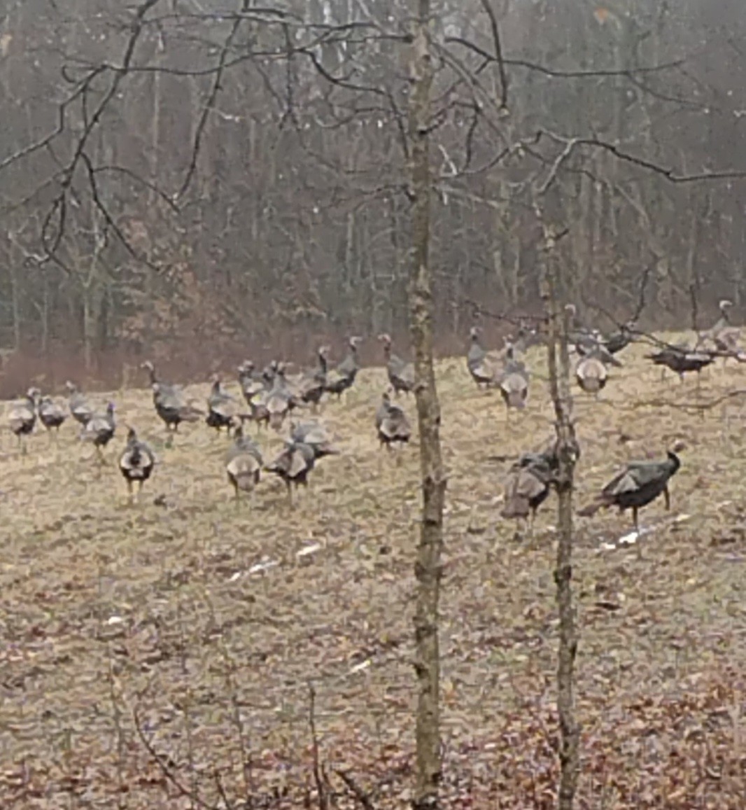 3083 Mooneyhan Road Springfield, TN 37172 - Photo 36 of 39