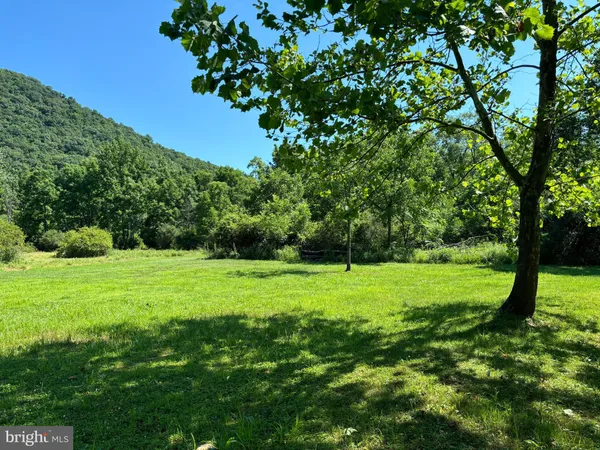 a view of a lush green space