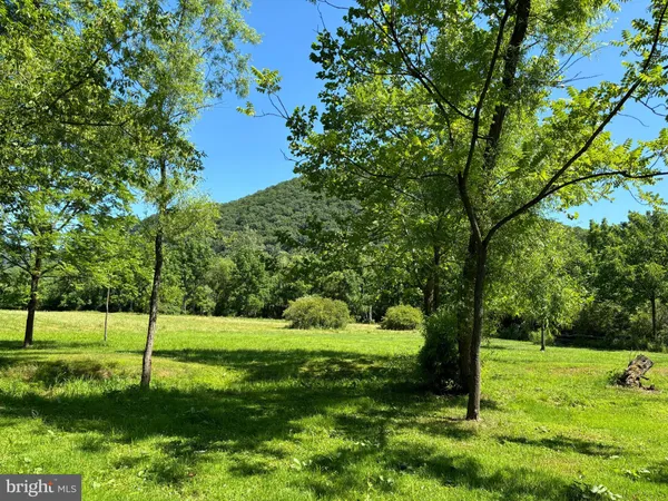 a view of a park with a tree