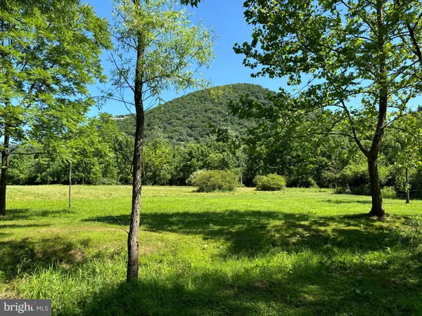 a view of a park with a tree
