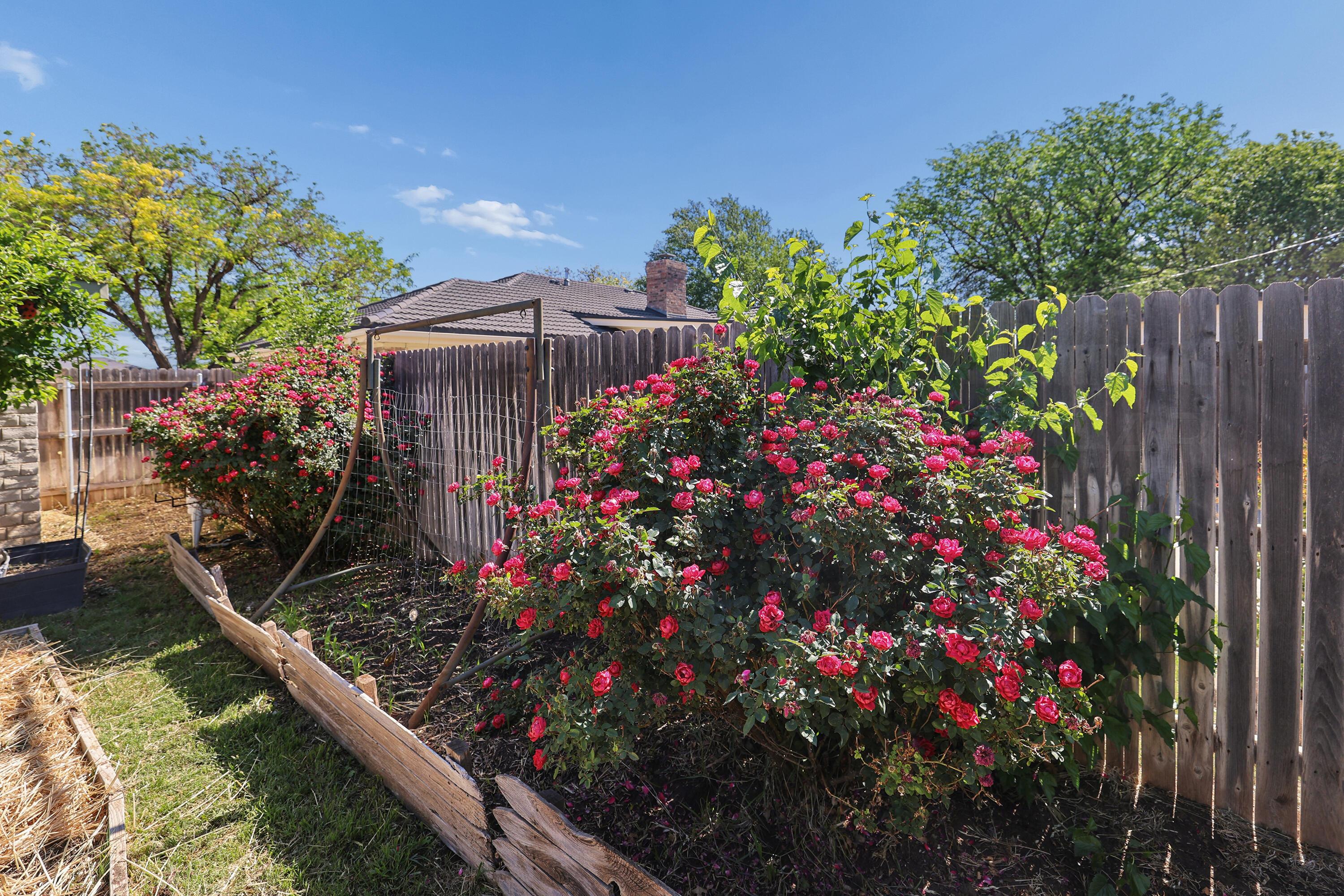 7211 Gainsborough Road Amarillo, TX 79106 - Photo 24 of 27 Backyard Roses
