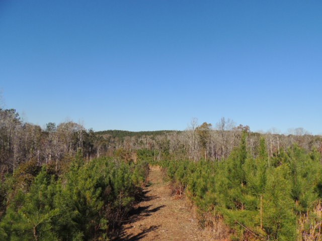 7 Lickskillet Road Hamilton, GA 31811 - Photo 5 of 10