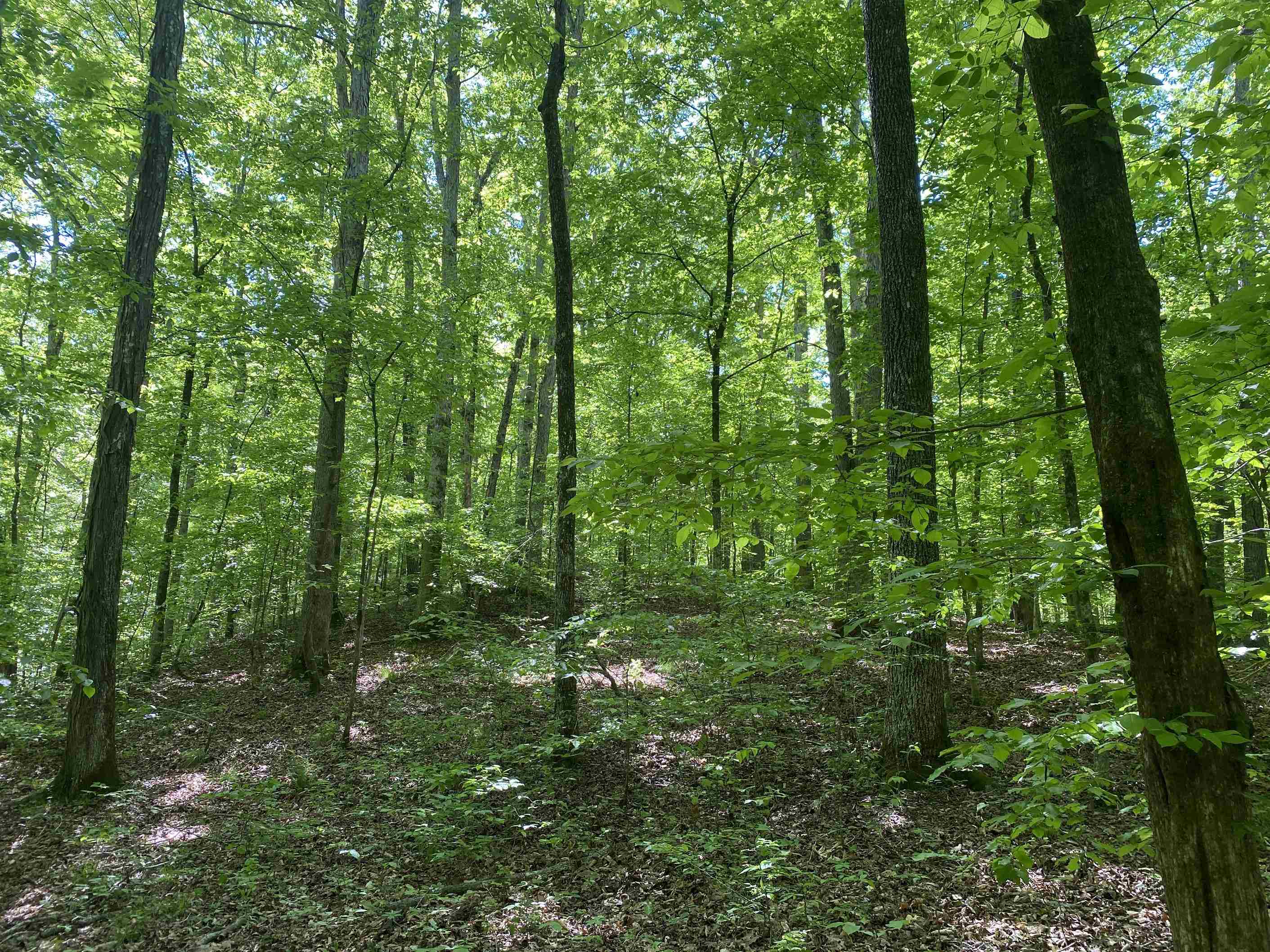 3 Lick Creek Road Linden, TN 37096 - Photo 32 of 38 Gallery Image 32