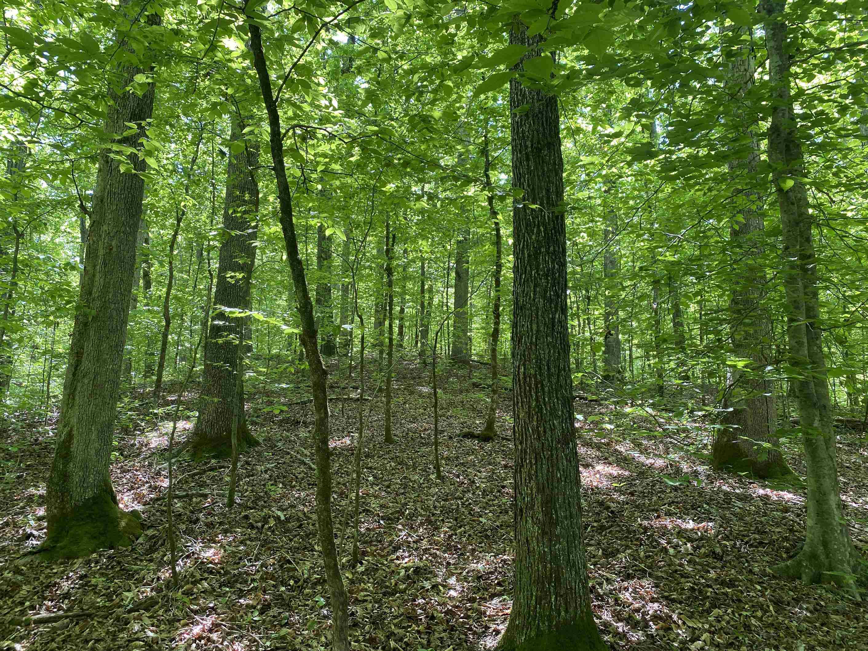 3 Lick Creek Road Linden, TN 37096 - Photo 35 of 38 Gallery Image 35