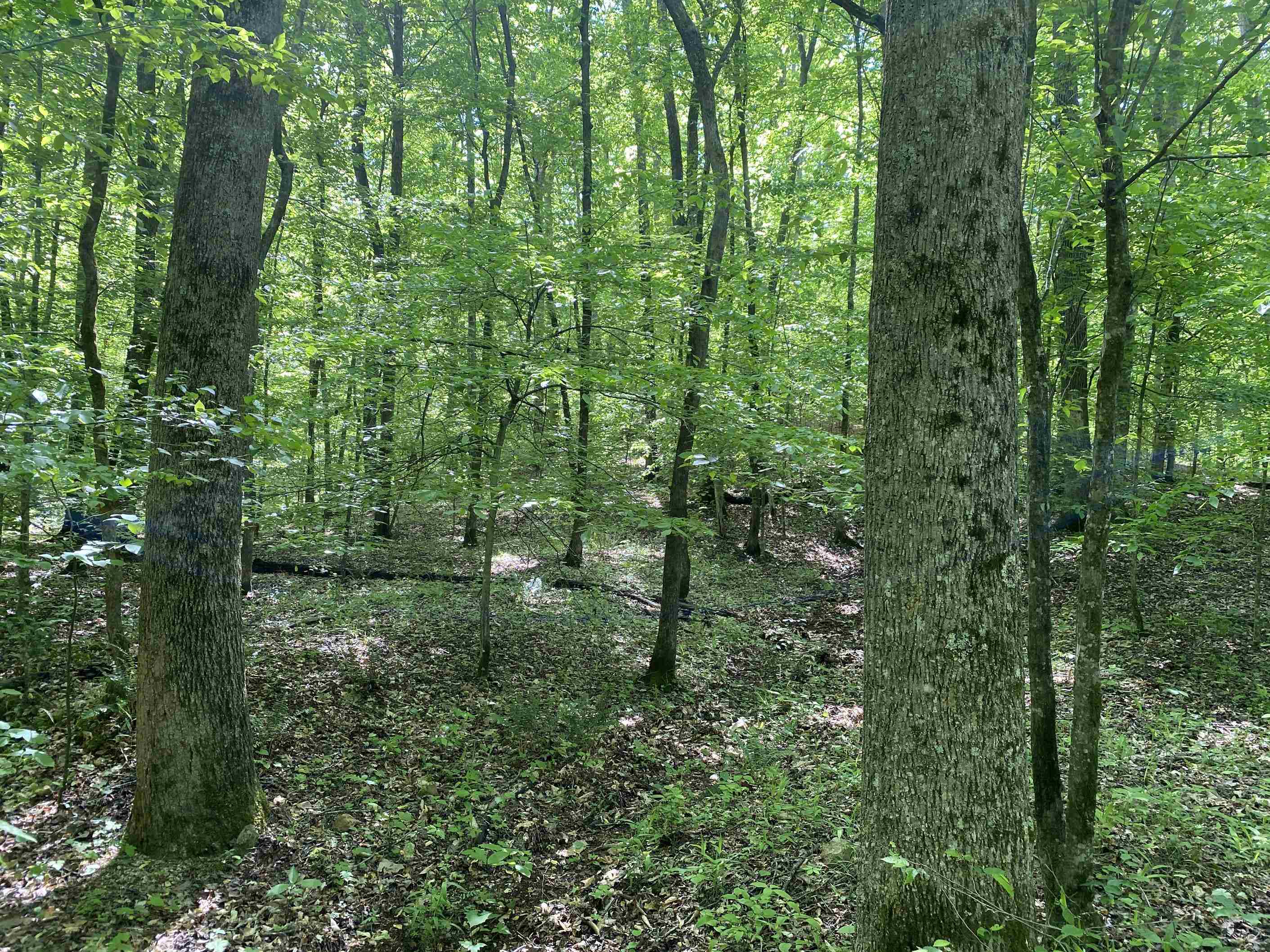 3 Lick Creek Road Linden, TN 37096 - Photo 6 of 38 Gallery Image 6