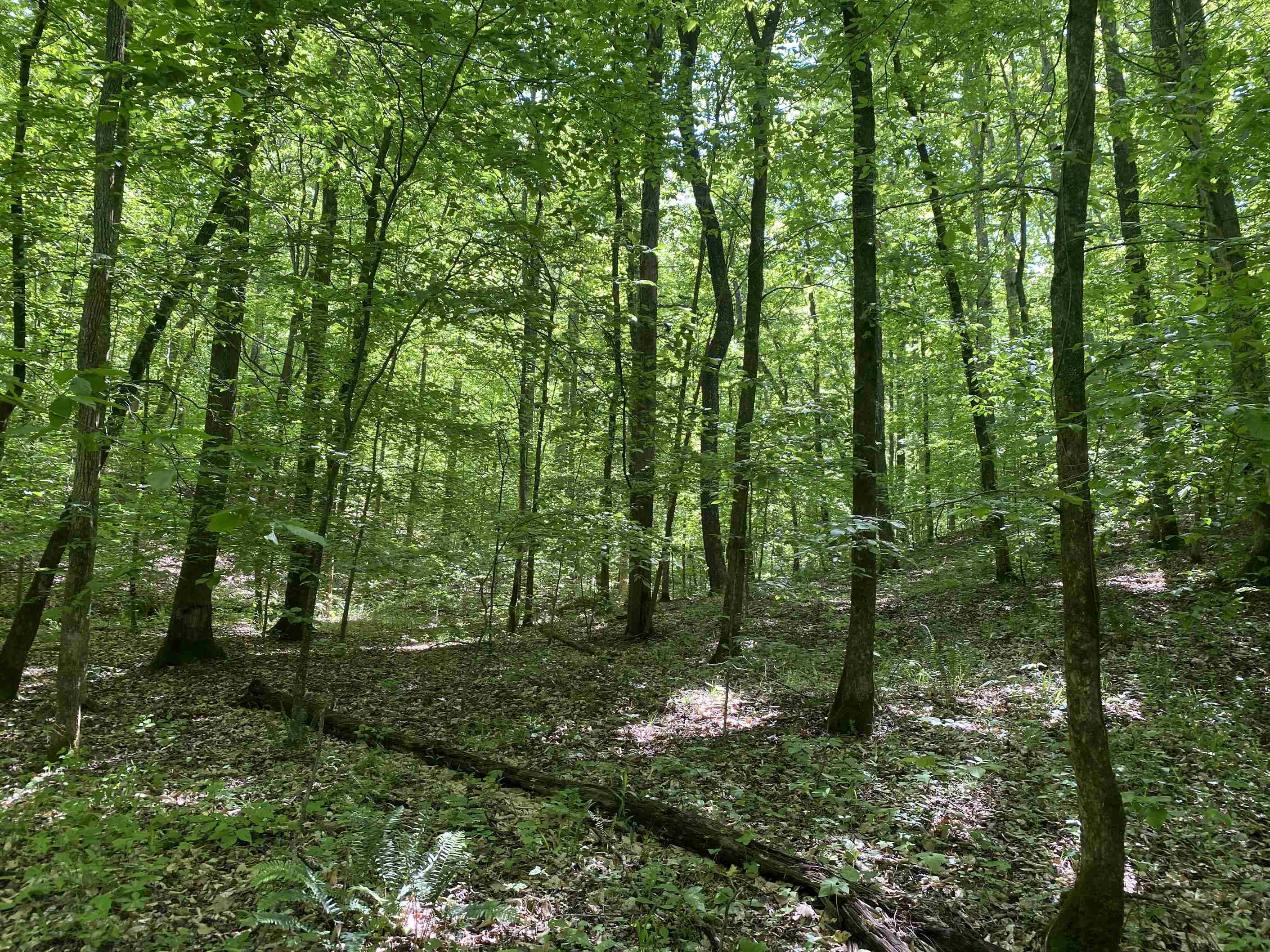 3 Lick Creek Road Linden, TN 37096 - Photo 7 of 38 Gallery Image 7