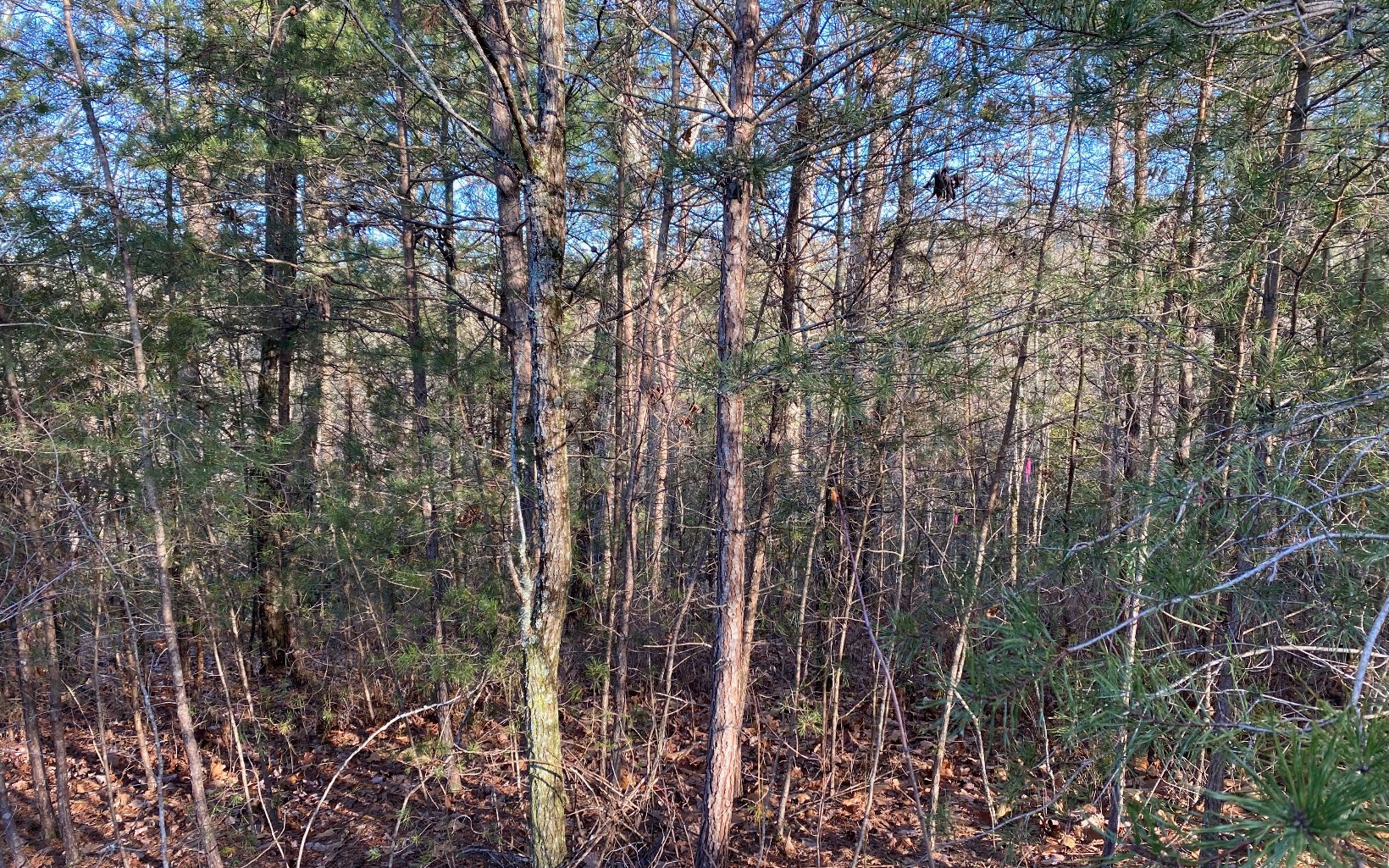 Lot26 Cohutta Overlook Trail Blue Ridge, GA 30513 - Photo 1 of 2 a view of forest