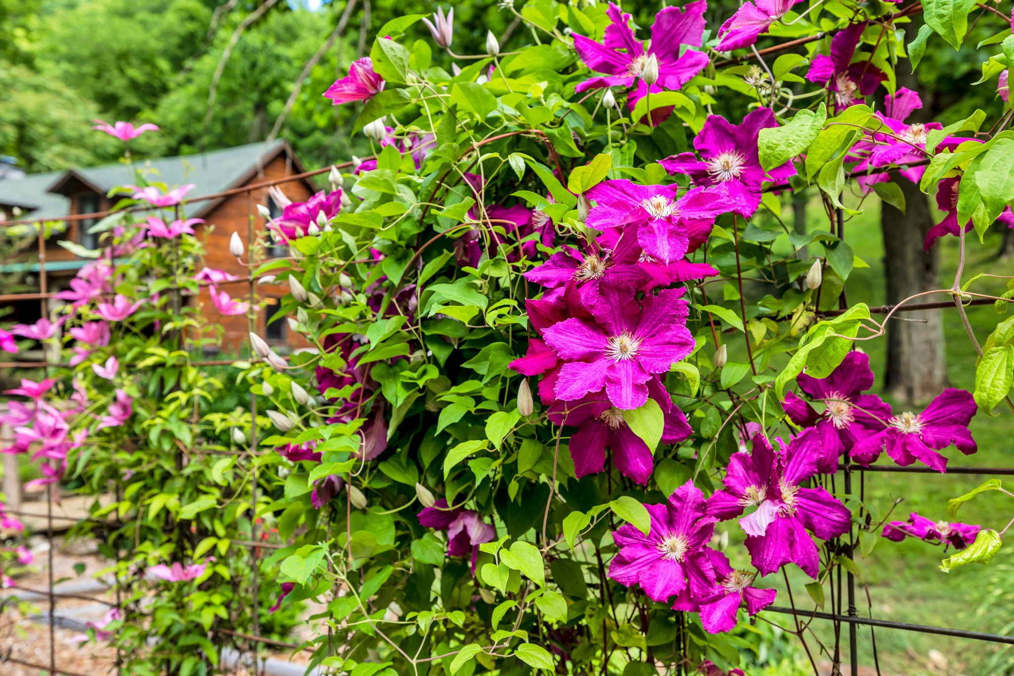 27 Bussell Road Carthage, TN 37030 - Photo 50 of 100